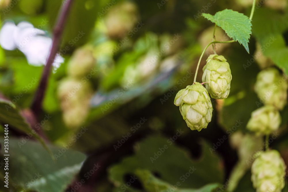 Branch with ripe hop cones in natural environment. Selective focus. Branch with ripe hop cones in natural environment. Selective focus.