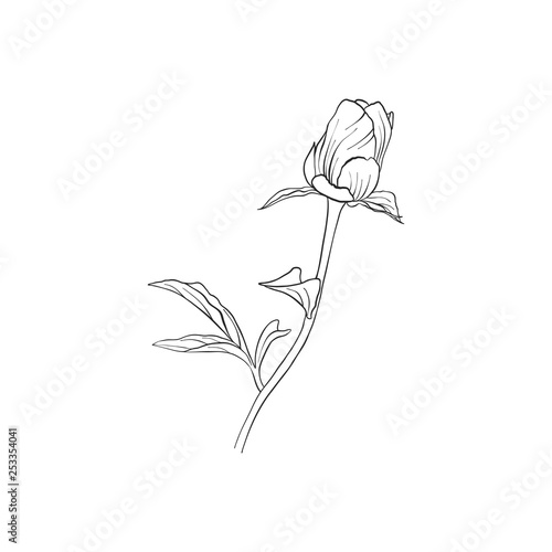 vector drawing peony flower