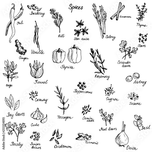 vector sketch of spices