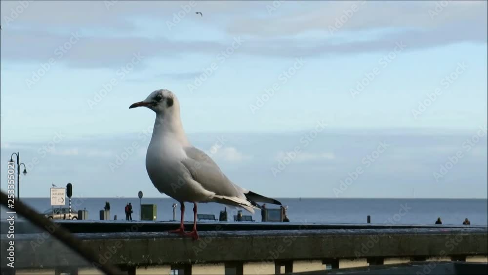 Seagull on railing in Dutch harbor town of Vollendam Seagull on railing in Dutch harbor town of Vollendam