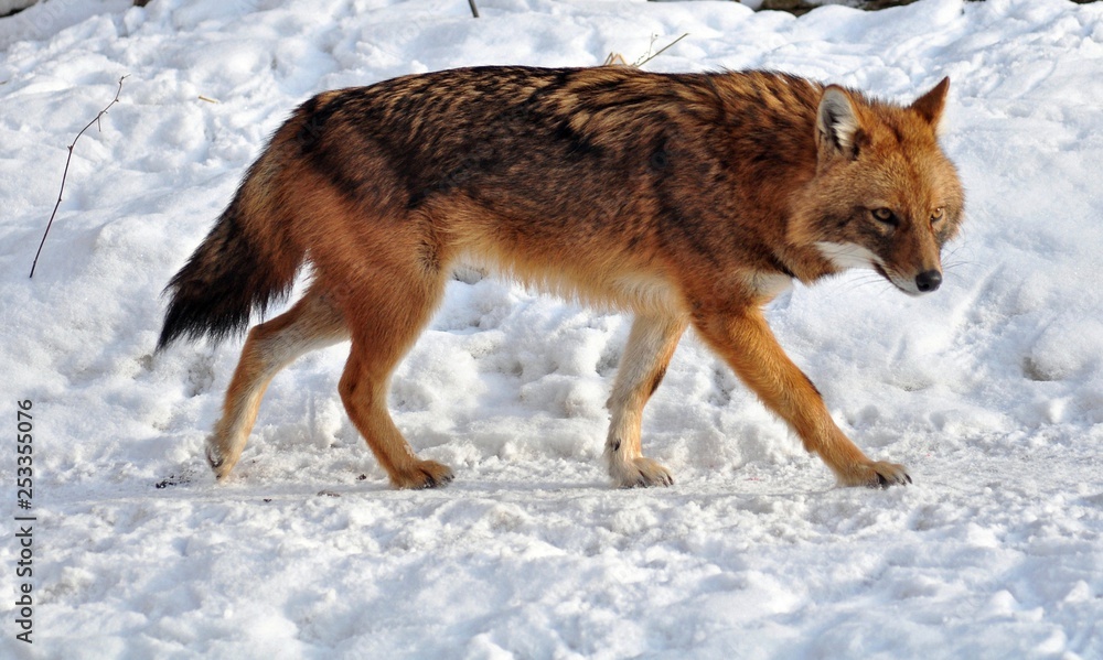 The jackal in the snow The jackal in the snow