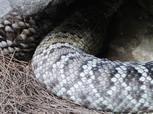 Closeup of Snake