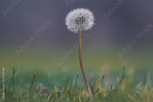 Dandelion in grass against purple toned background