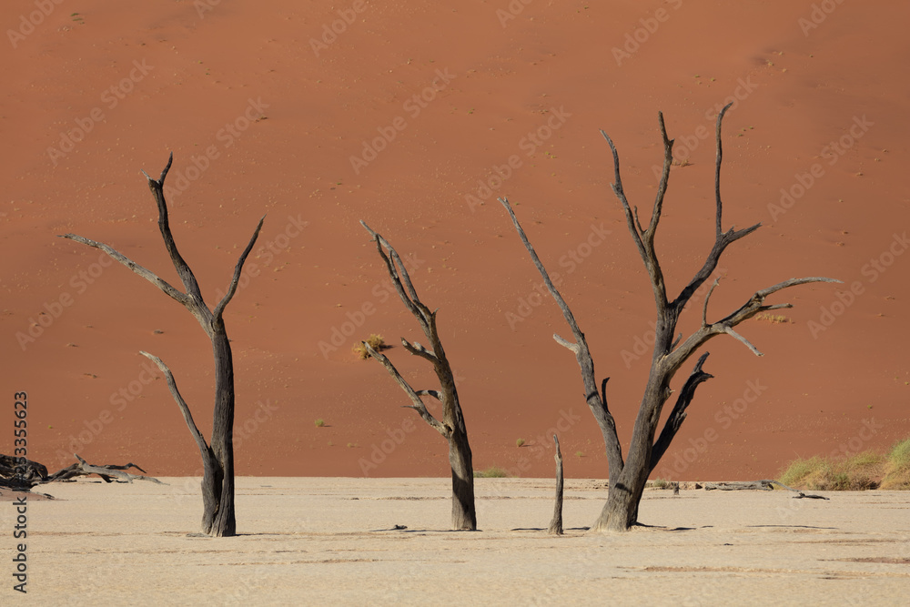 Deadvlei in Sossusvlei National Park in Namibia, Summer 2019 Deadvlei in Sossusvlei National Park in Namibia, Summer 2019