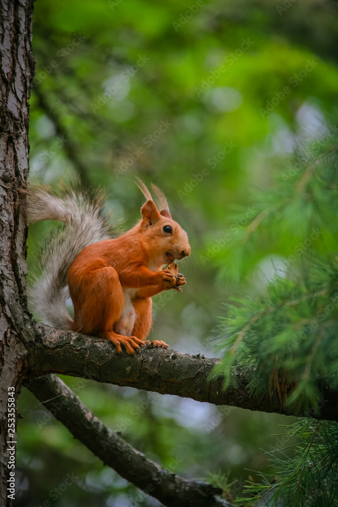 common red squirrel sitting on a branch of a large coniferous tree and nibbles a nutlet common red squirrel sitting on a branch of a large coniferous tree and nibbles a nutlet