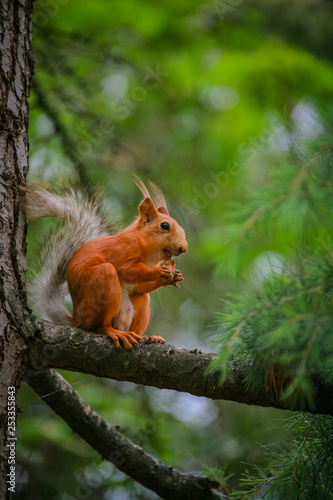 common red squirrel sitting on a branch of a large coniferous tree and nibbles a nutlet