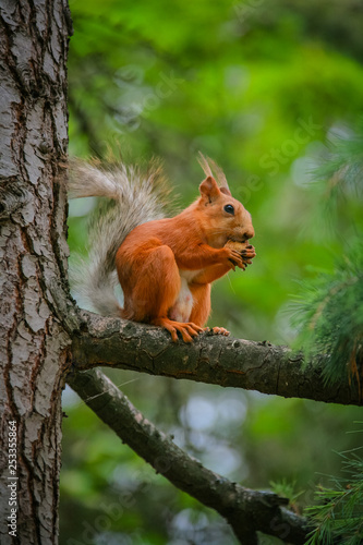 common red squirrel sitting on a branch of a large coniferous tree and nibbles a nutlet © gohomespivak