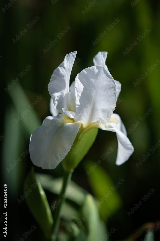 Fototapeta premium white iris in the garden