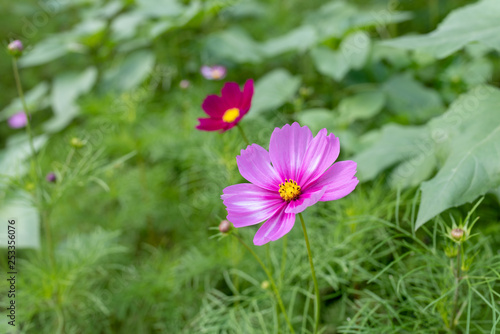 magic magenta flower of cosmos