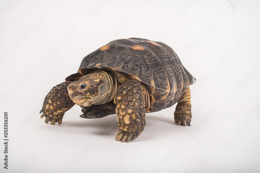 Obraz premium Tortuga