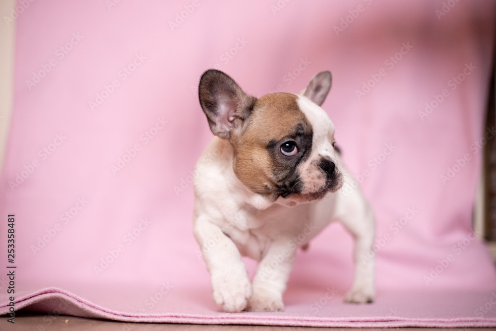 Beautiful French Bulldog Puppies