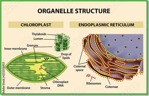 Cell organelles structure. Chloroplast and Endoplasmic reticulum - Vector illustration.