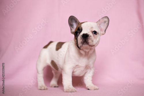 Fototapeta Naklejka Na Ścianę i Meble -  Beautiful French Bulldog Puppies