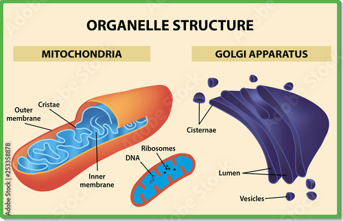 Cell organelles structure. Mitochondria and Golgi apparatus - Vector illustration.