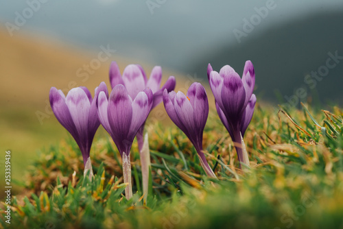 Alpine crocuses blossom in the mountains of the Carpathians on top of the mountain. Fresh beautiful purple crocuses. Flowering blue crocus in summer. © dvv1989