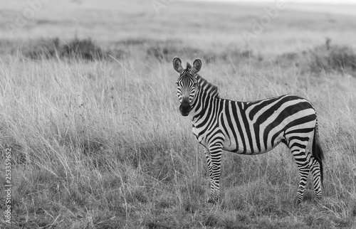 A zebra grazing on the green grass inside Masai Mara National Park during a wildlife safari