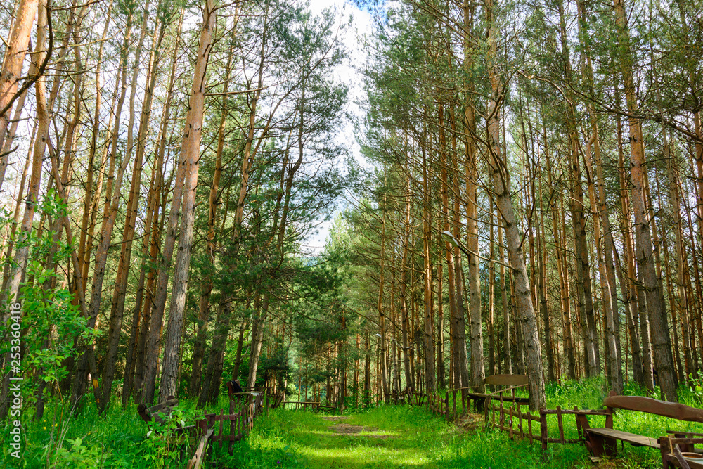 Obraz premium Alley with tall pine trees in the park