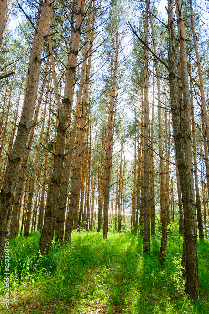 Obraz premium Alley with tall pine trees in the park