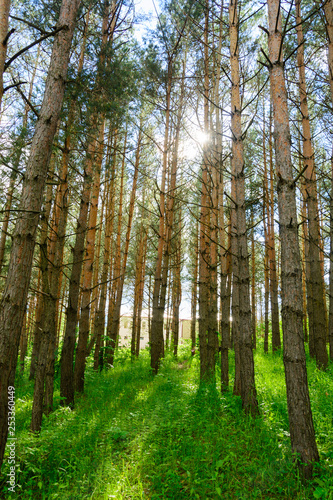 Wallpaper Mural Alley with tall pine trees in the park Torontodigital.ca