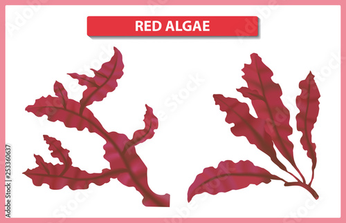 Underwater red algae on white background. Seaweed elements vector illustration.