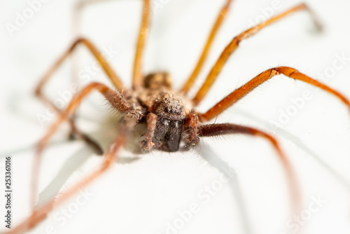 Macro closeup on hairy dead spider
