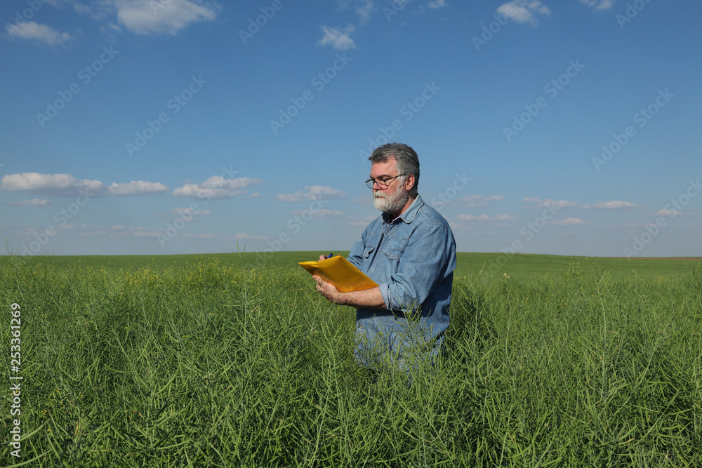 Farmer inspecting rapeseed crop in field