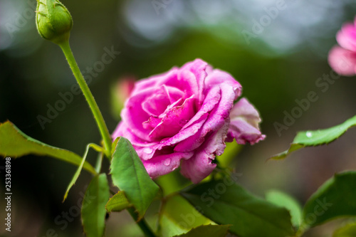 Wallpaper Mural pink rose in garden Torontodigital.ca