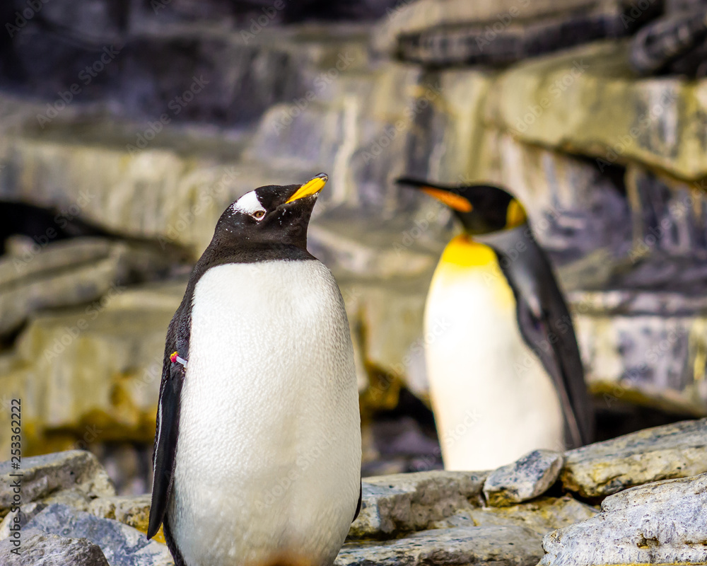 Fototapeta premium two penguins standing on rocks