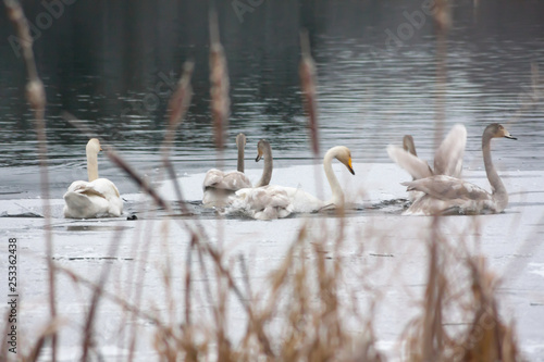 Winter calm landscape on a river with a white swans on ice. Finland, river Kymijoki.