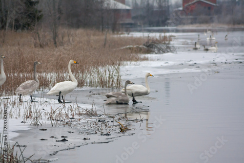 Winter calm landscape on a river with a white swans on ice. Finland, river Kymijoki.