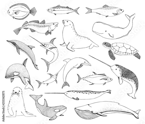 Sketch various sea creatures. Turtle whale walrus dolphin and others. Vector