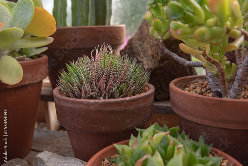Cactus in a Greenhouse