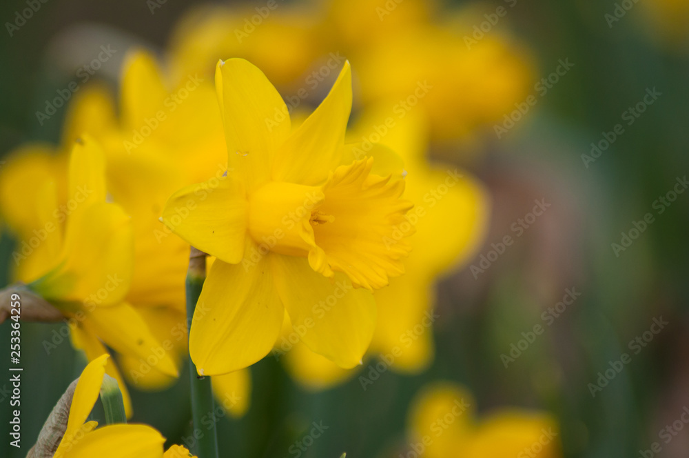 closeup of yellow daffodils in a public garden closeup of yellow daffodils in a public garden