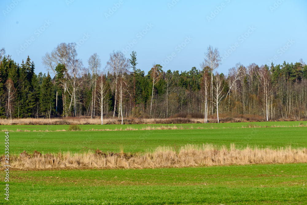 green cultivated fields in countryside