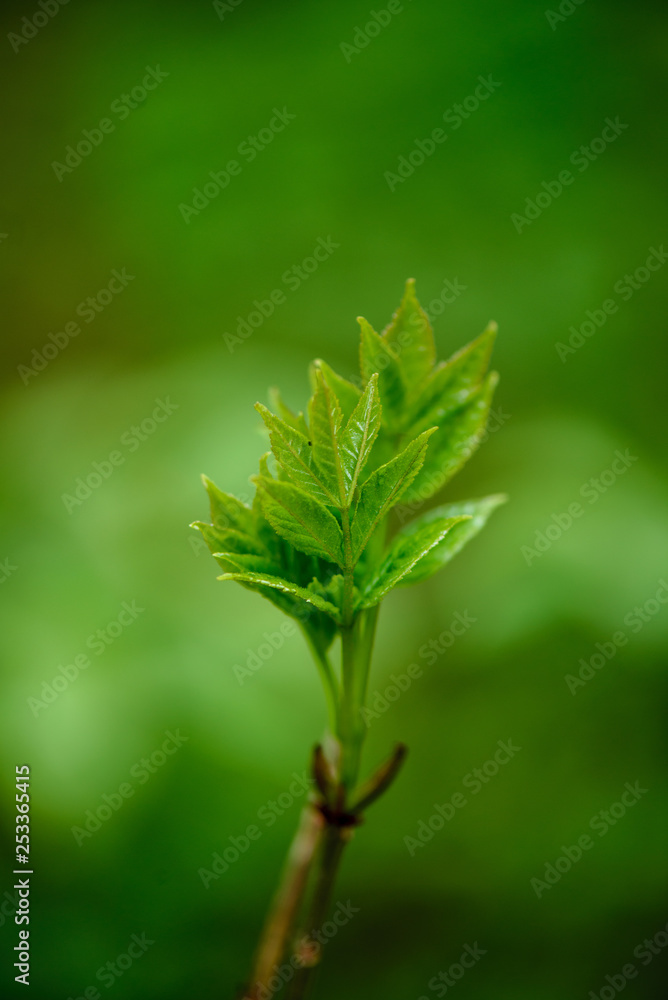 green spring foliage macro close up in nature green spring foliage macro close up in nature