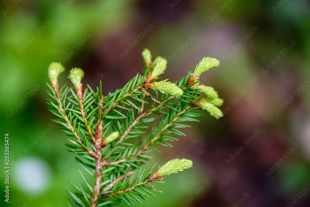 green spring foliage macro close up in nature green spring foliage macro close up in nature