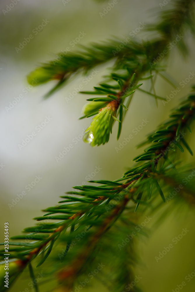 green spring foliage macro close up in nature green spring foliage macro close up in nature