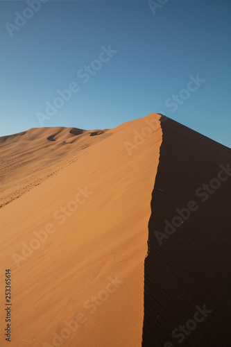 Dunes and Trees at Sossusvlei National Park  Namibia 