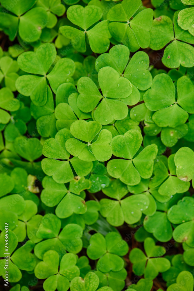 green spring foliage macro close up in nature green spring foliage macro close up in nature