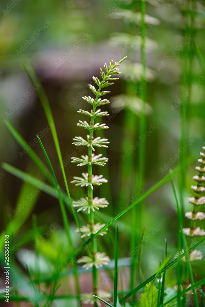 fresh green fern leaves foliage in summer fresh green fern leaves foliage in summer