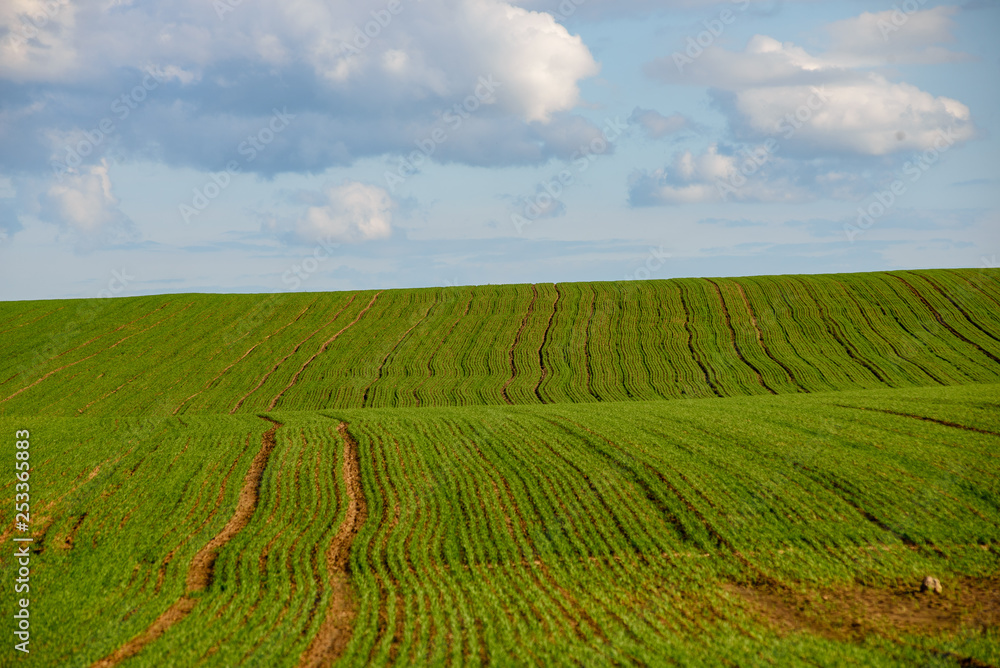 green cultivated fields in countryside green cultivated fields in countryside