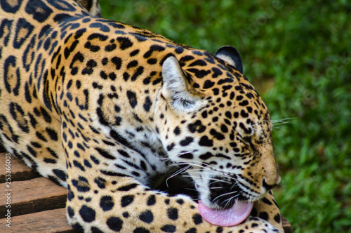 Jaguar © Pascoal