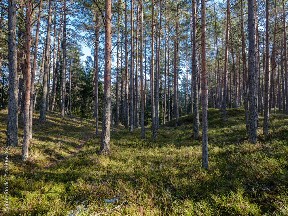 sunny winter forest with snow leftovers and green foliage sunny winter forest with snow leftovers and green foliage
