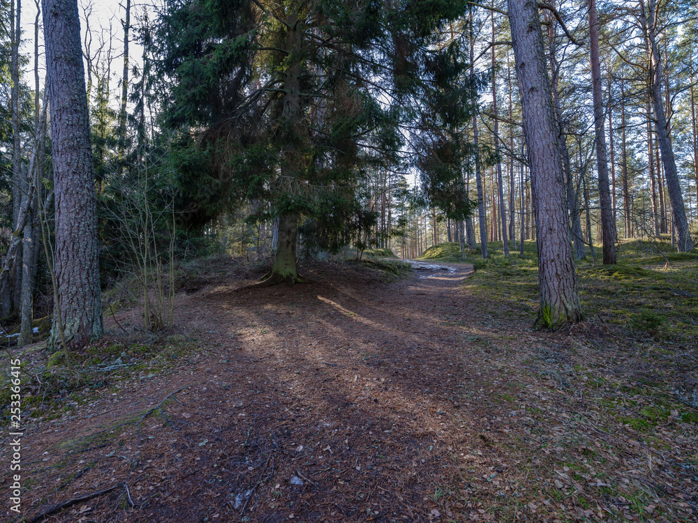 Fototapeta premium sunny winter forest with snow leftovers and green foliage