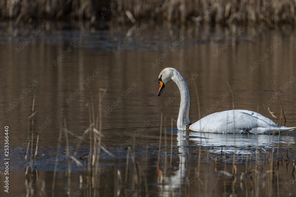 Fototapeta premium swans on the lake