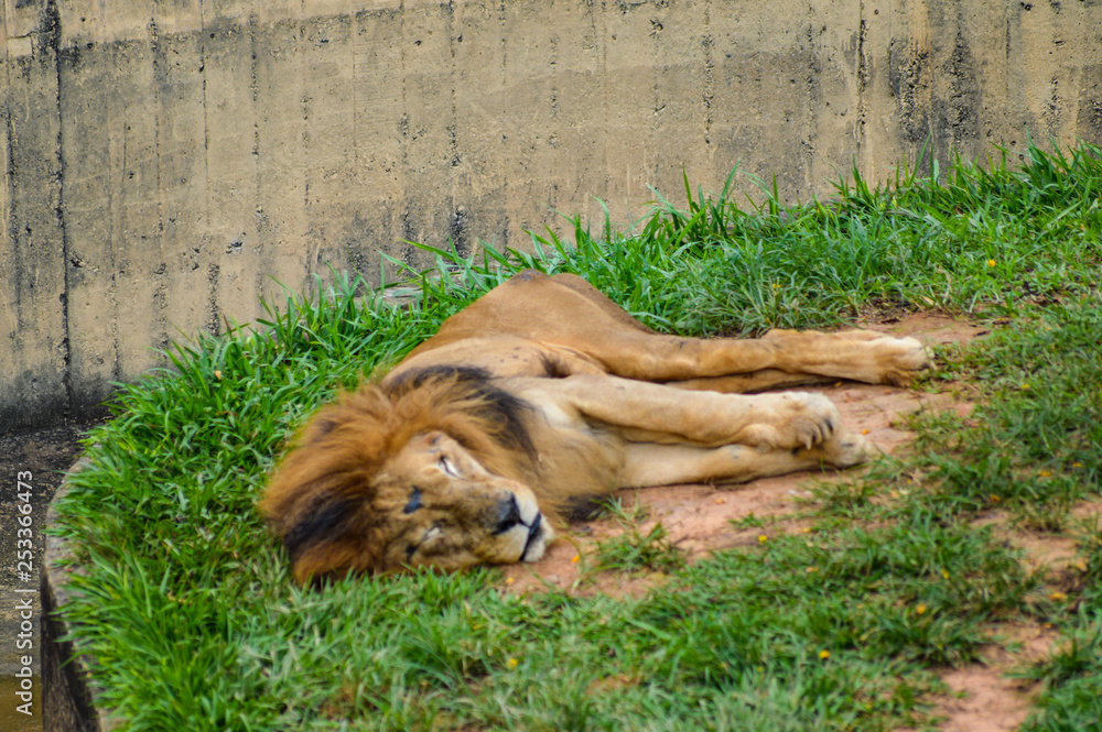 Naklejka premium sleeping lion