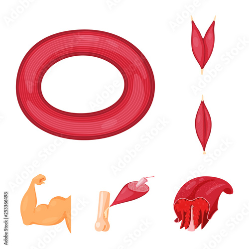 Vector illustration of muscle and cells logo. Collection of muscle and anatomy stock vector illustration.