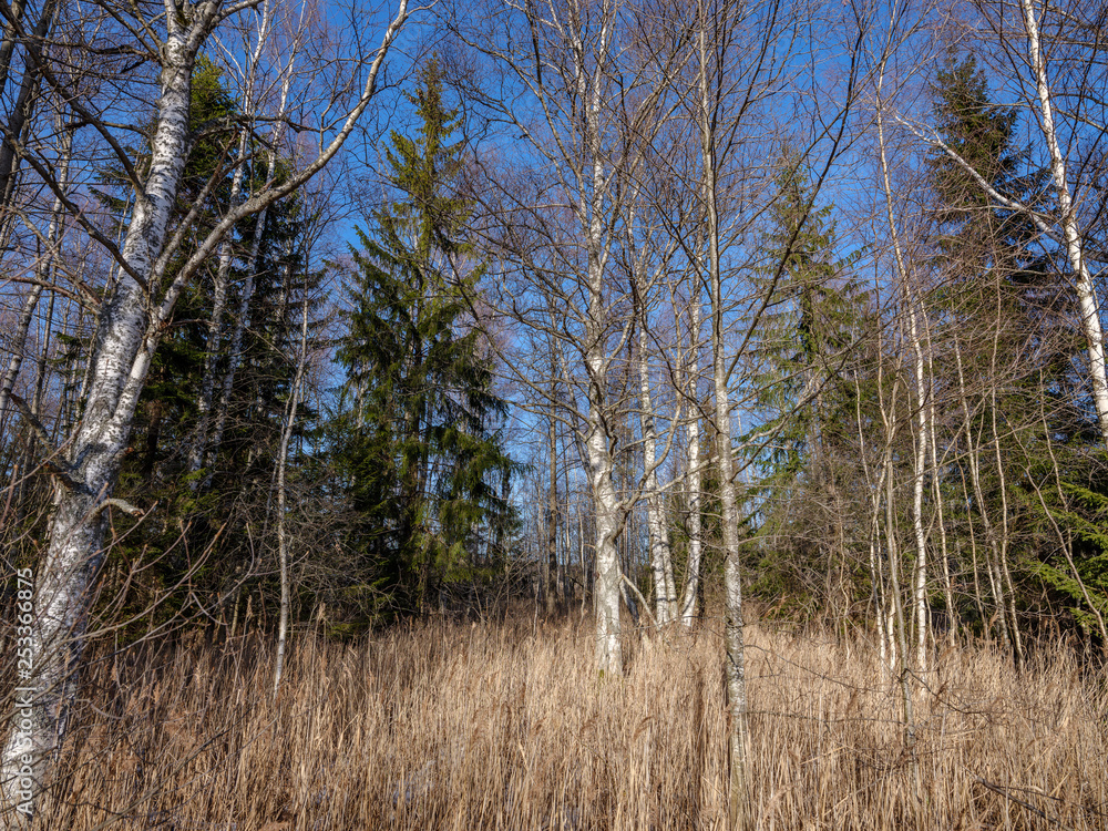 sunny winter forest with snow leftovers and green foliage sunny winter forest with snow leftovers and green foliage