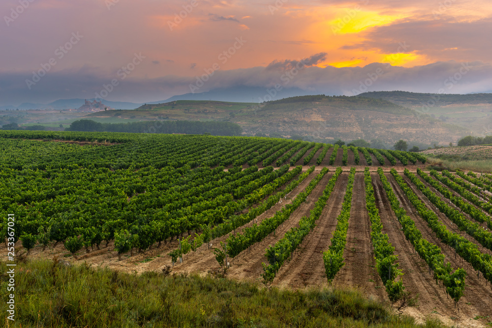 Vineyard with San Vicente de la Sonsierra as background, La Rioja, Spain