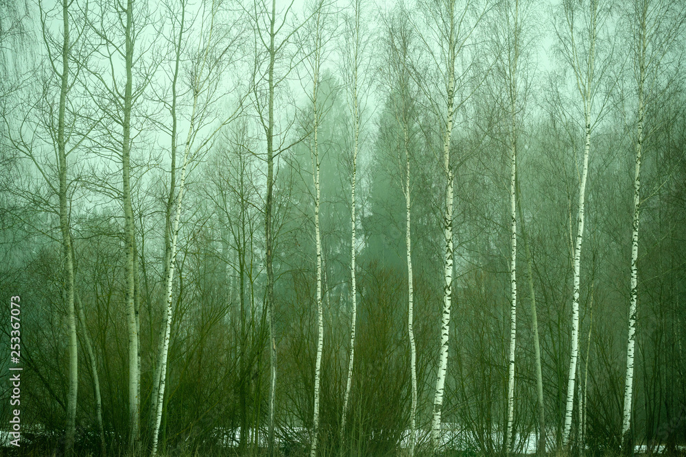 naked birch trees in heavy mist in countryside naked birch trees in heavy mist in countryside